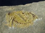 Kettneraspis seiberti BASSE in BASSE & MLLER 2004 - Bild © FossNet FossilienStore